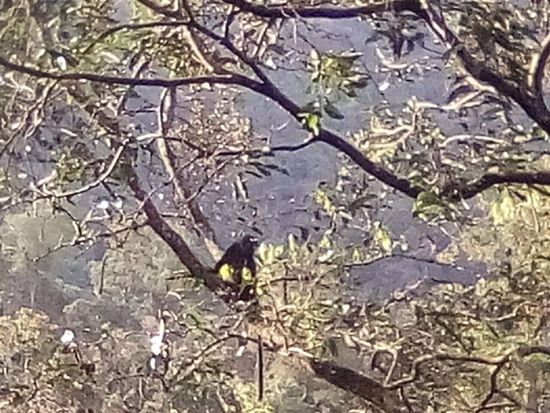 Am Ein-bzw Ausgang des Parks sitzt eine Gruppe der „Java-Gibbons“ auf den Bäumen...