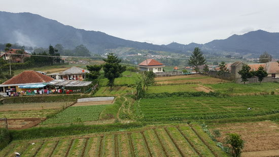 Die Aussicht von der Dachterasse des Resorts, rechts ist unser Vulkan, der „Gunung Gede“