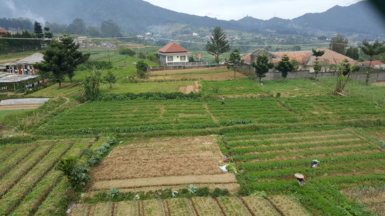 Reisfelder über Reisfelder mit vielen fleißigen Arbeitern...