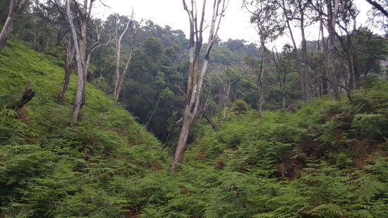 Hier sieht man die Schneise die die Vulkanasche vor 2 Jahren hinterlassen hat.