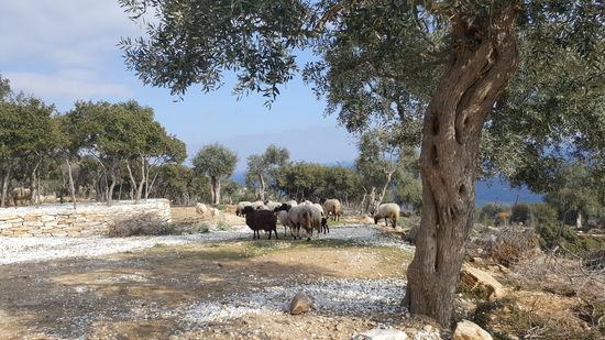 Schafe blöken uns an und begleiten uns...