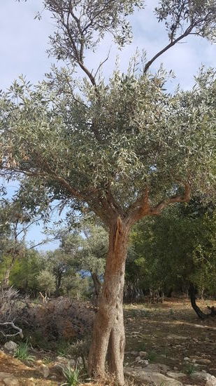 Viele Olivenbäume..