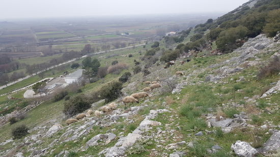 Nun müssen wir wieder den steilen Weg zurück. Gegenverkehr: Schafherden und Ziegenherden werden hochgetrieben...