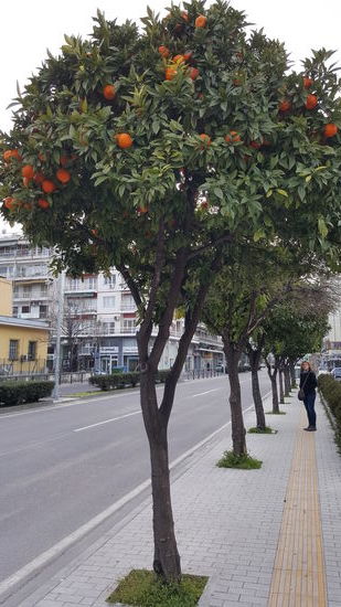 Viele schöne Orangenbäume an der Straße