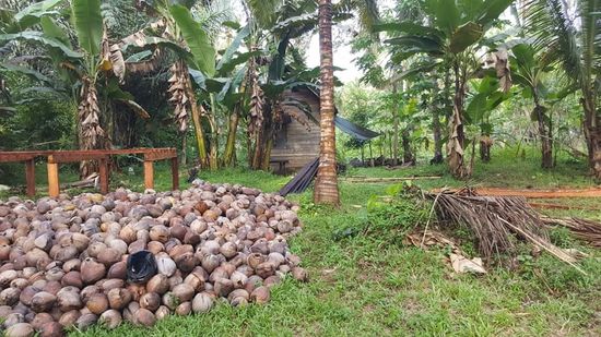 Berge von aufgeschlagenen Kokosnüssen liegen rum.
Die Schalen werden immer noch zum Feuer anmachen verwendet