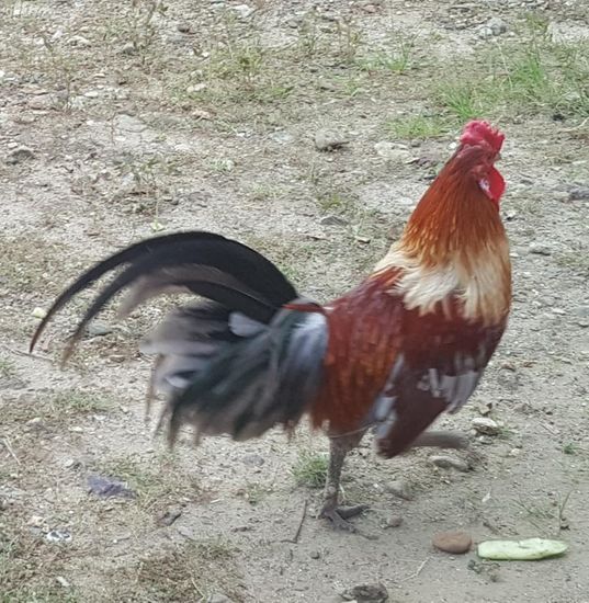 Hier gibt es tatsächlich den lachenden Hahn, den sich Xenia so sehr wünscht!!