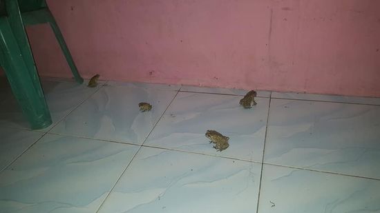 Abends kommen unzählige Frösche auf die Terrasse und fangen alles weg was krabbelt...
