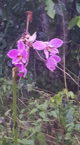 Diese Orchideen gibt es haufenweise hier überall—