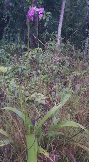 Sie haben lange Stiele..