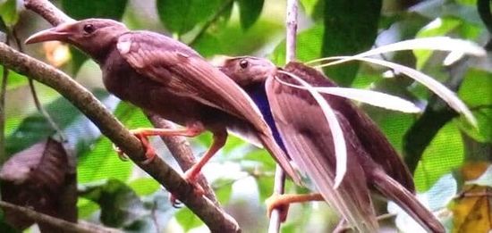 Balzende „Bird of paradise“