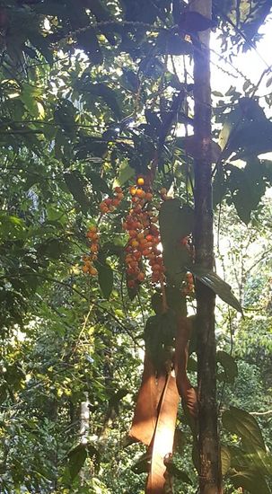 Diese Früchte werden von den Vögeln gerne gefressen