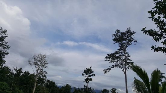 Hier , bei dem Örtchen „Iga“ sehe ich ganz viele weiße Kakadus!!!