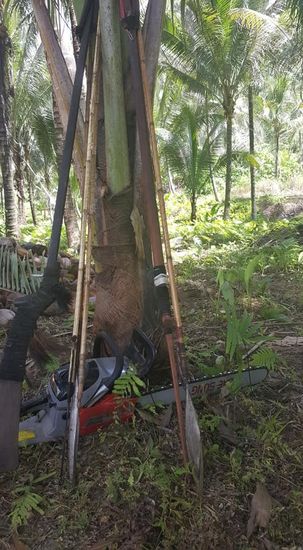 Diese Waffen kommen in Einsatz, denn sie leben ausschließlich im Urwald und ernähren sich von der Jagd