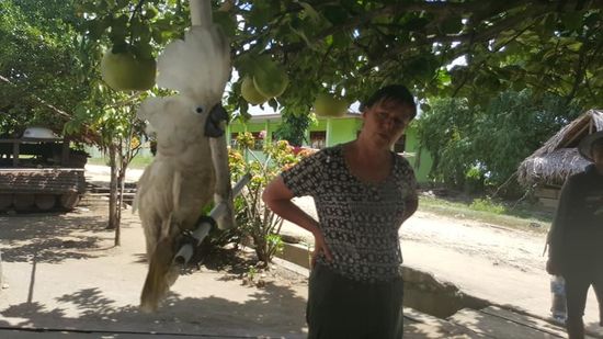 Hier hat sich jemand einen weißen Kakadu als Haustier geholt....beim Näherkommen bläht er sich erbost auf...