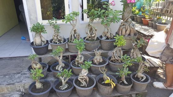 Die Frau aus diesem Haus hat vor einiger Zeit Kakteen von Lutz gekauft und nun bewundert er diese seltsamen Blumen