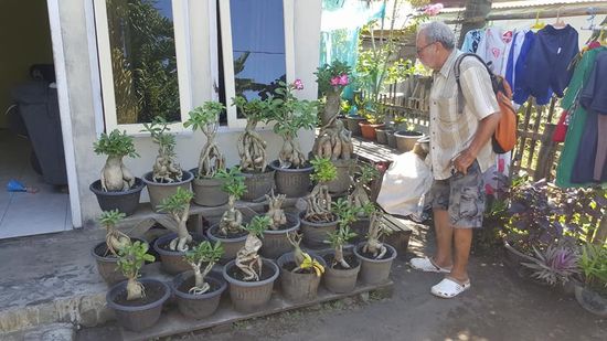 Diese Blumen heißen Adenium oder Wüstenrose und sie kommt ursprünglich aus Arabien und Afrika aus der Familie der Oleander