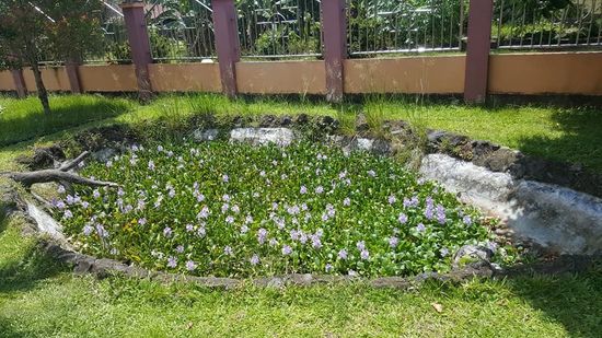 Blaue Wasserhyazinthen. Die sehen erstmal ganz hübsch aus , sind hier aber wie die Pest und stammen eigentlich aus Deutschland. Irgendjemand hat sie eingeschleppt-