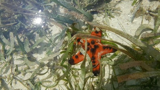 Die beiden schnorcheln, Lutz macht ein Schläfchen und ich wate am Strand entlang