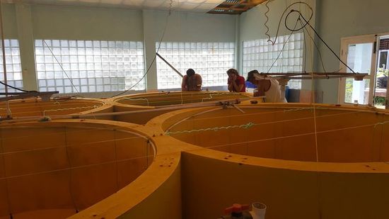 Hier wurde mal eine Fischzucht aufgezogen. Leider ging auch dies wie so viele Projekt hier in die Hose