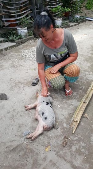 Das ist ein Kuschelschwein!!Wenn man es krault, legt es sich hin wie eine Katze!