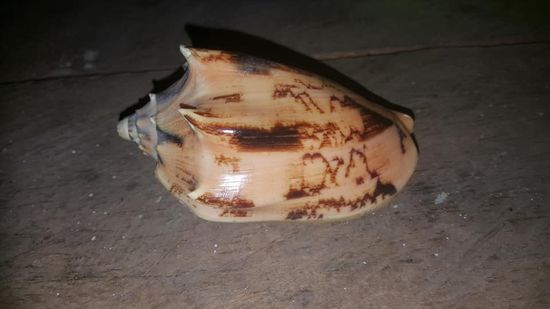 Adhi warnt uns vor dieser Muschel—sie ist wunderschön und liegt hier im flachen Wasser. Die darin lebende Schnecke ist gefährlich und ihr Stachel tödlich. Leider kam erst von wenigen Monaten ein Mann dadurch ums Leben.
Ein Grund mehr, dass ich das Wasser meide...