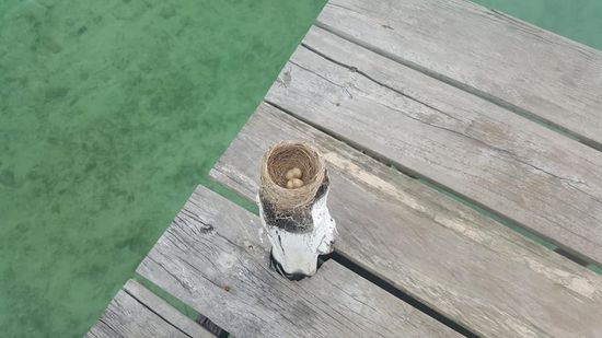 Es liegen auch schon einige Eier darin...