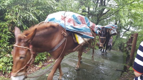 Auch diese armen Tiere müssen hinauf