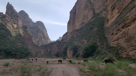 Als wir zurückgehen, sehen wir eine Yak-Herde. Die hat sich durch den Durchgang, den wir geöffnet haben reingeschmuggelt. Ein Mann treibt sie wieder raus