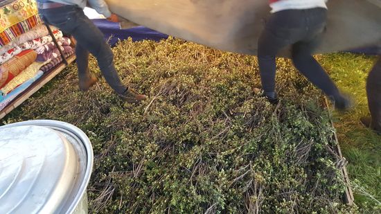 Diese Sträucher bereiten sie in einem Holzrahmen aus. Darüber legen sie einen alten Teppich...