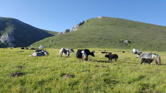 Die Frau nimmt sich eine Yak-Kuh nach der anderen vor. Ihre Kälbchen werden dabei immer angepflockt