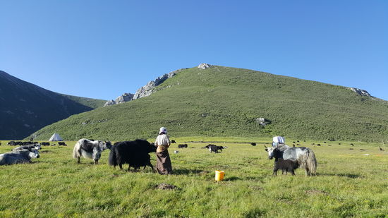 Wenn eine Kuh gemolken wurde, darf das Kälbchen erstmal ran und trinken und dann wird weitergemolken, danach darf wieder das Kalb dran