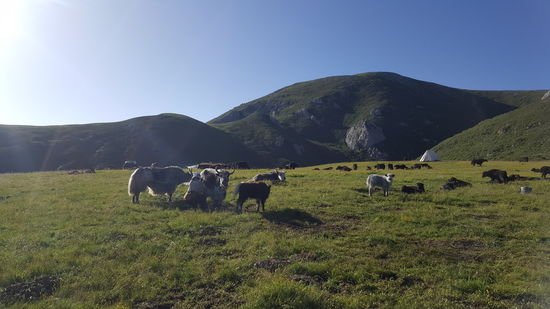 Es ist sehr viel Milch —ein großer Eimer voll