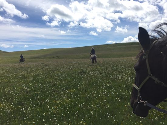 Ritt durchs Blumenmeer