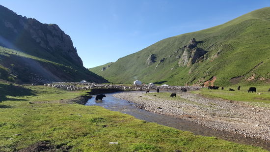 Wir schauen zu wie die Schafe und die Ziegen rausgelassen werden