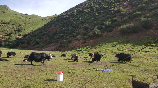 Auch unsere Gastgeberin hier melkt und hält die Kälbchen fern. Thalia wollte soooo gern mal eins streicheln, aber die haben ANgst und drehen fast durch wenn wir denen näher kommen