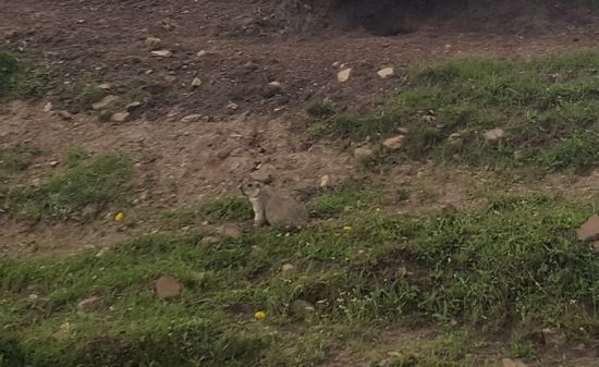 Wir sehen ganz viele Murmeltiere und Erdmännchen...auch kleine braune Tiere die schnell in Löcher huschen—ob das Hamster oder Meerschweine waren?