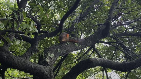 Ein Eichhörnchen