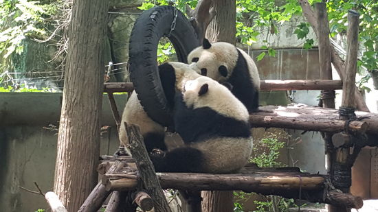 Hier raufen sich 3 so lange, bis einer abstürzt...