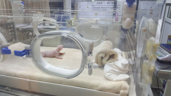 Hier sind die Babies von ganz winzig—neugeboren—