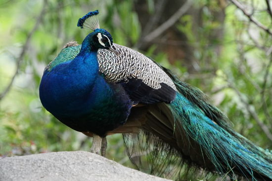 Der stolziert da auch rum...