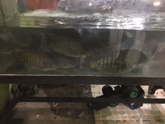Aus dem Aquarium dürfen wir uns selber einen Fisch „angeln“