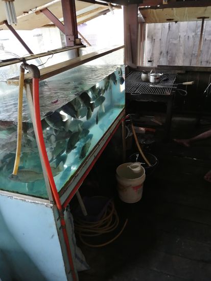 Wieder gibts frischen Fisch