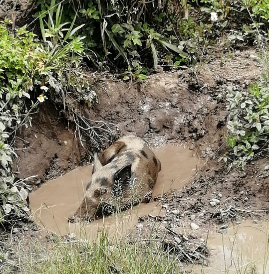 Dem schauen wir eine Weile beim „Bad“ zu...