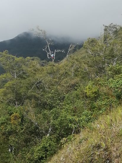 Da kraxelt jemand hoch oben im Baum herum um Holz zu sammeln