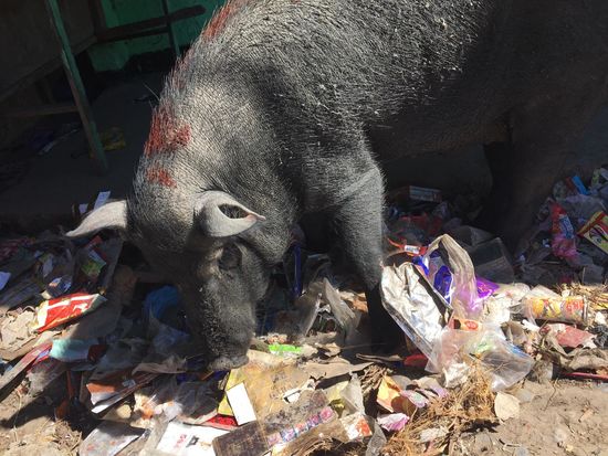 Vor dem Platz erfreut sich ein Schwein an den Resten
