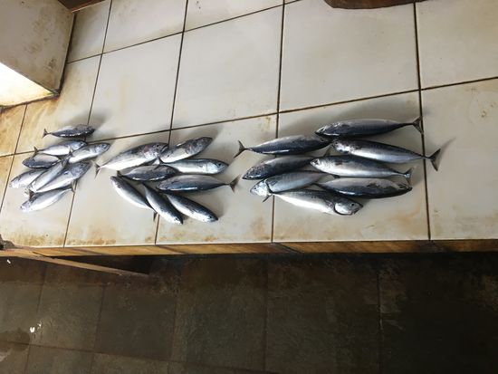 Ein einziger Händler war mit wenigen Fischen da