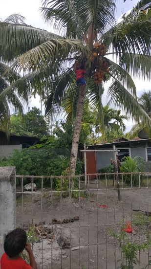 Der Chef des Hauses fragt uns, ob wir Kokosnuss möchten—möchten wir—und fix klettert einer die Palme hoch