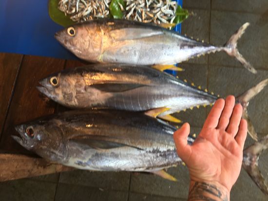 Gelbflossenthunfisch