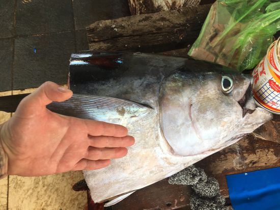 Selbst der Kopf eines solchen Thunfisches ist noch fleischig und bringt ein Vermögen ein