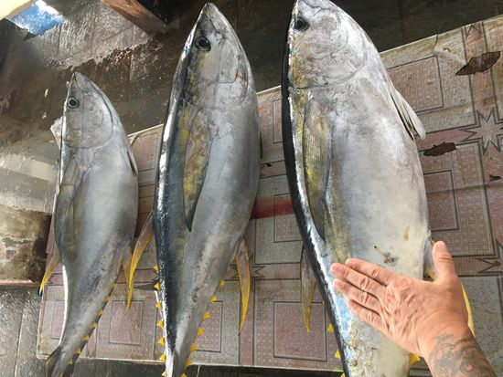 Gelbflossenthunfisch